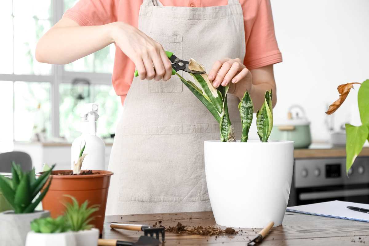 Low-Maintenance Indoor Plants That Boost Your Wellbeing